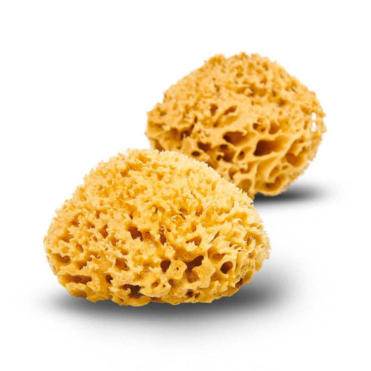 Sea Sponge - Wool