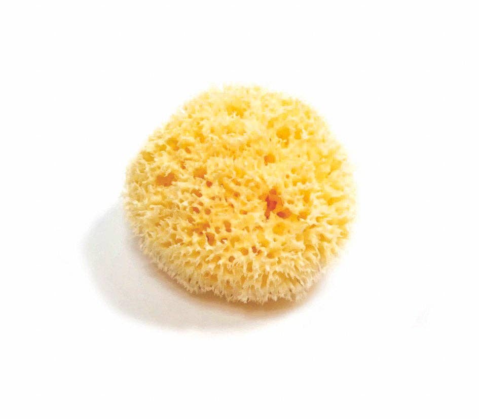 Sea Sponge - Wool