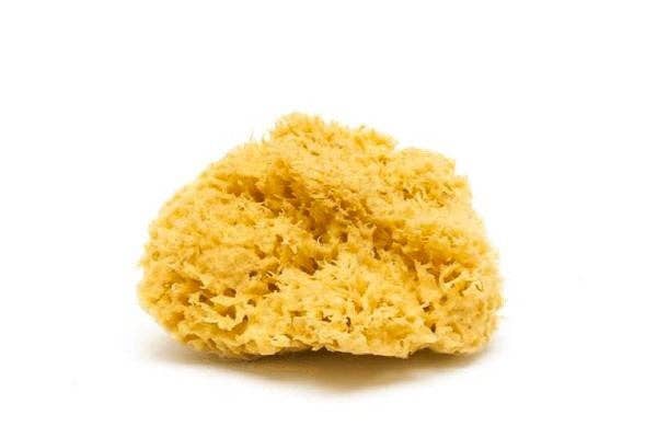 Sea Sponge - Wool