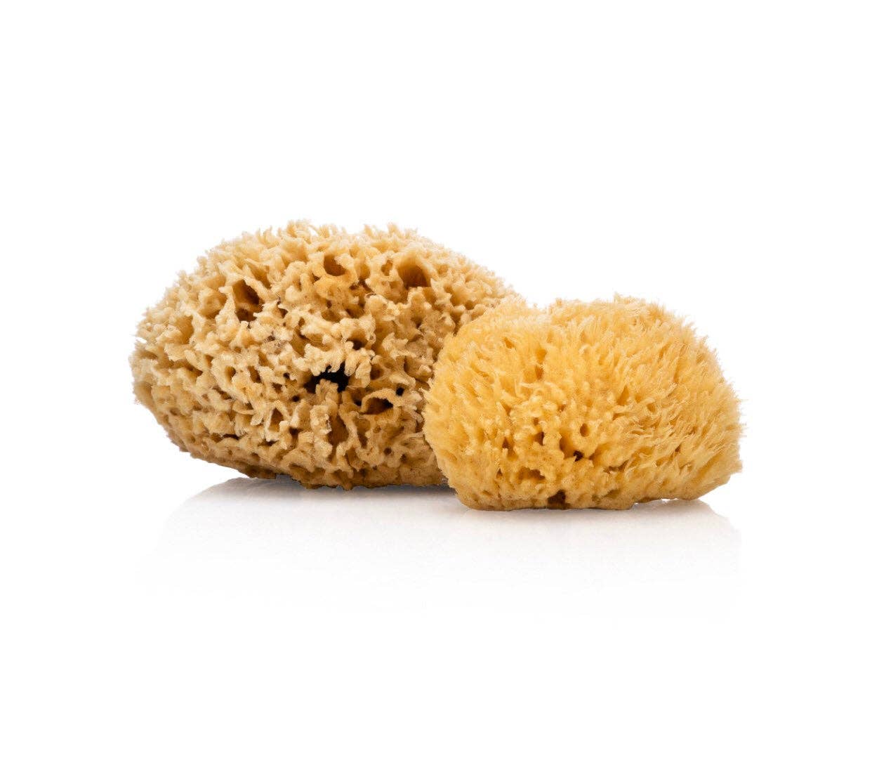 Sea Sponge - Wool