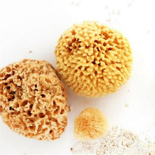 Sea Sponge - Wool