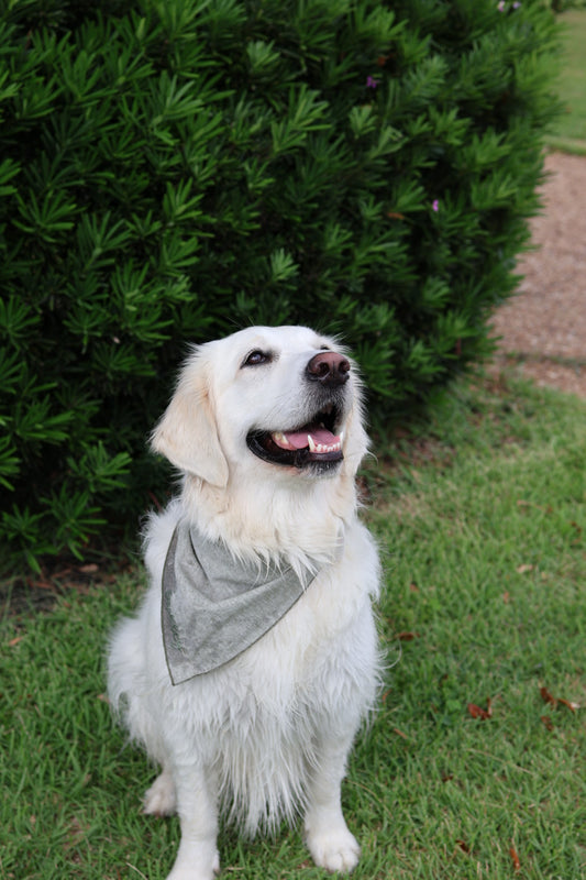 Custom Dog Bandana (Pre-Order)