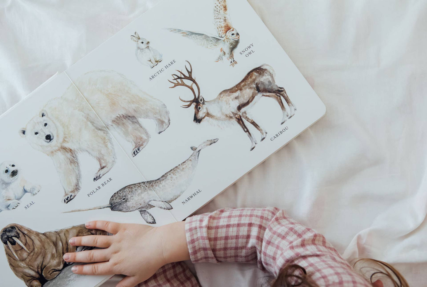 Our Big Book of Animals